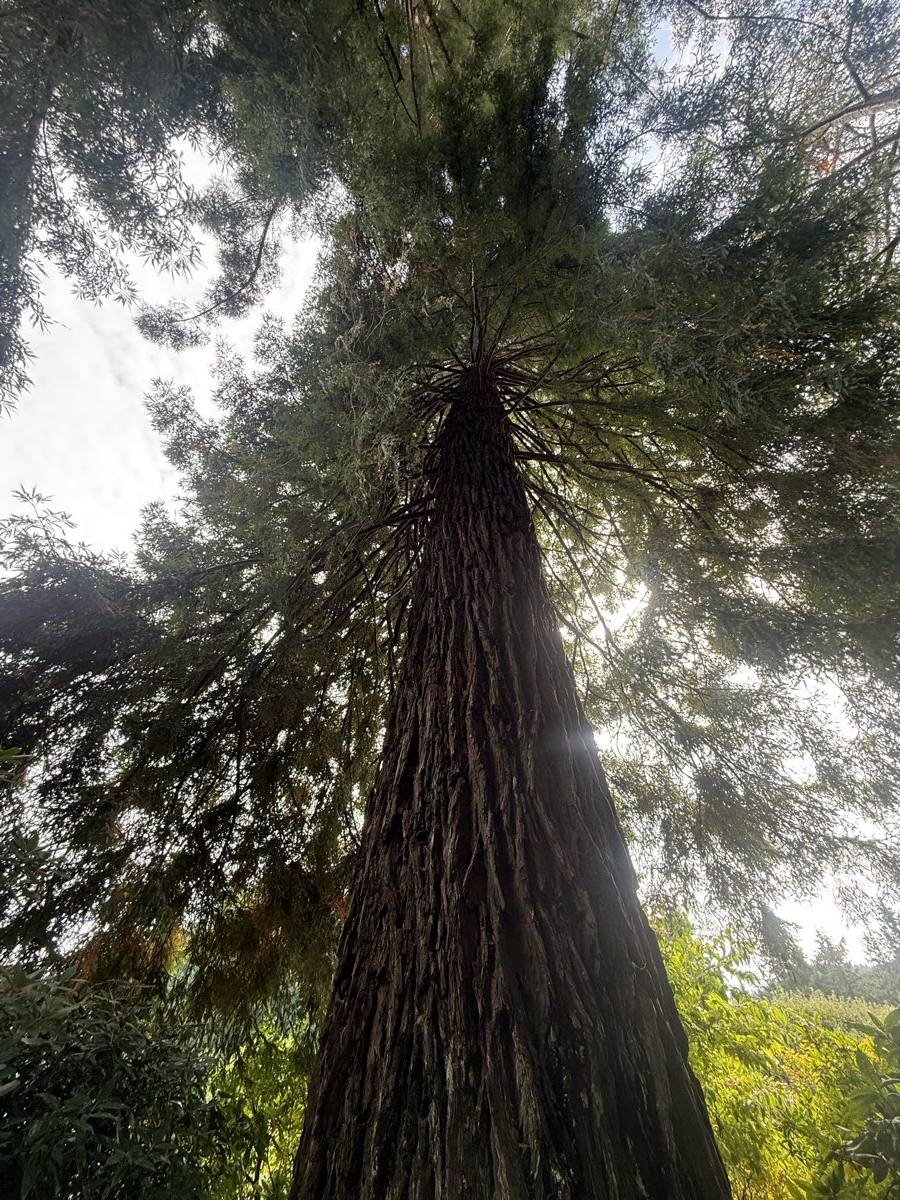 Looking up the trunk of a mature forest tree into the canopy