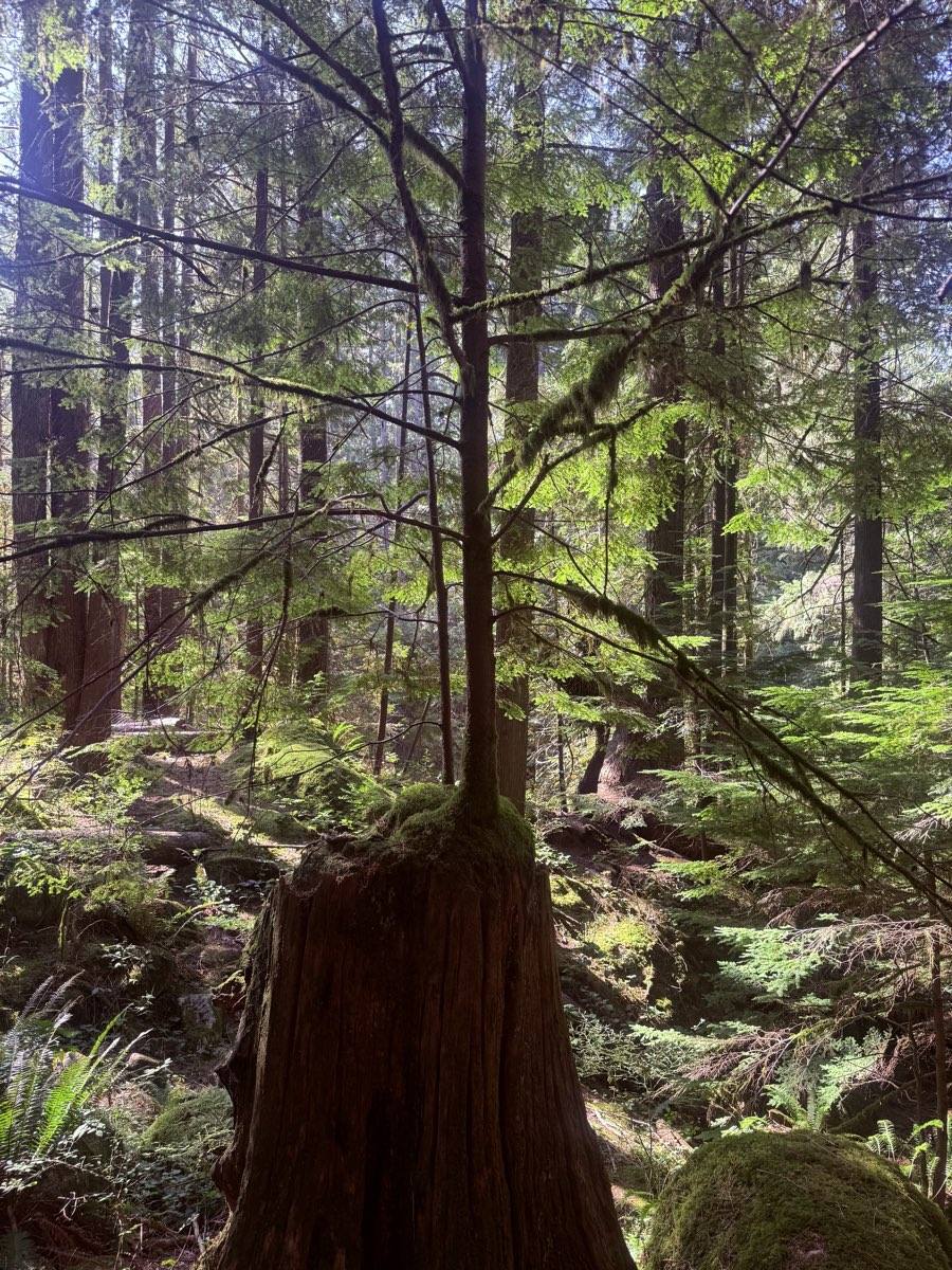 A young tree growing out of the top of a large old cut stump in a Canadian forest