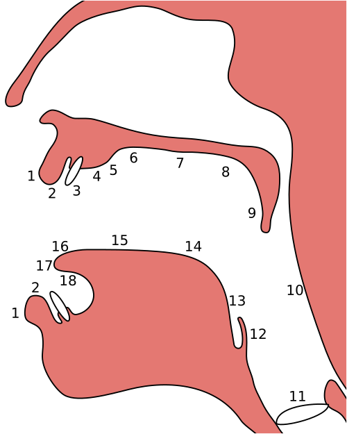 Cross-section of the human vocal tract showing places of articulation