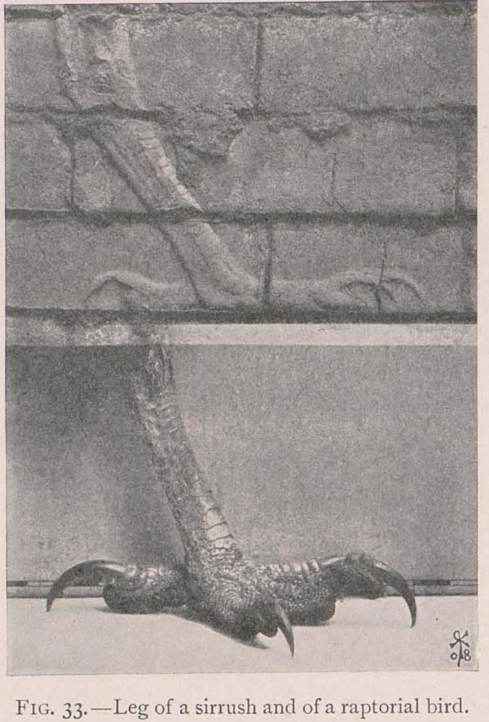 Koldewey's 1914 sirrush comparison plate