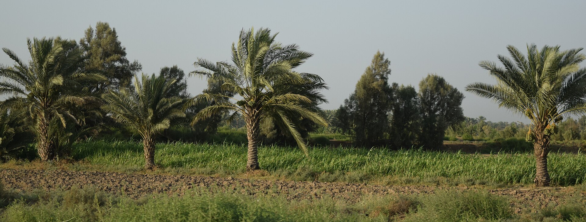 A date-palm grove beside the Euphrates at Babylon