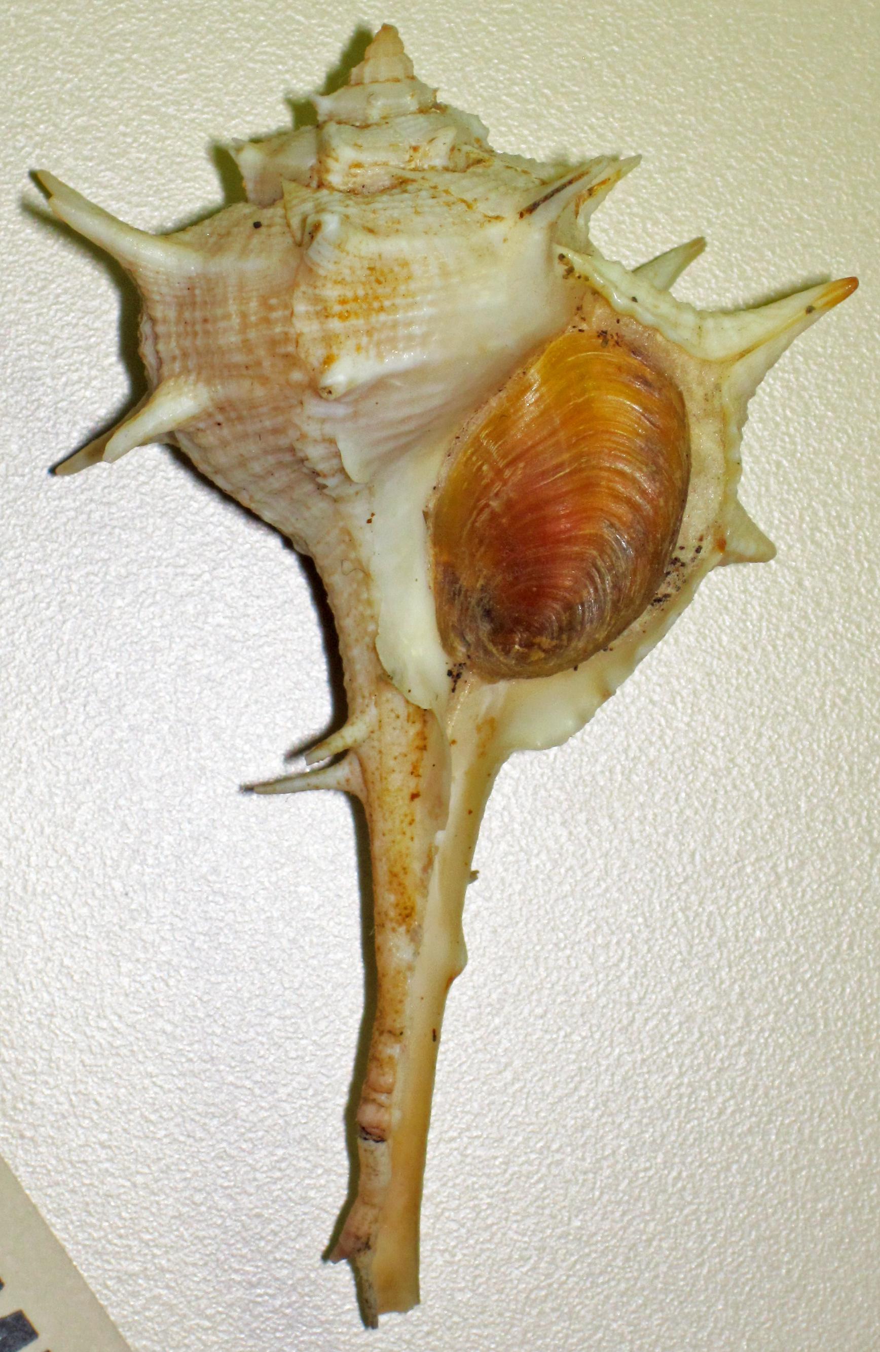 Bolinus brandaris — the purple dye murex snail