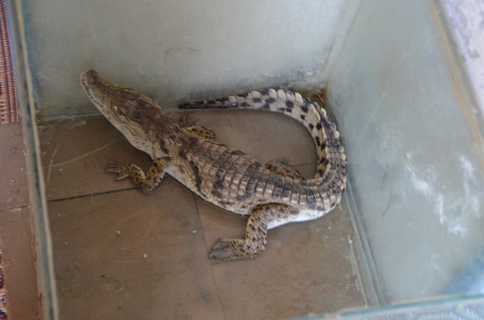 Nile crocodile on Elephantine Island