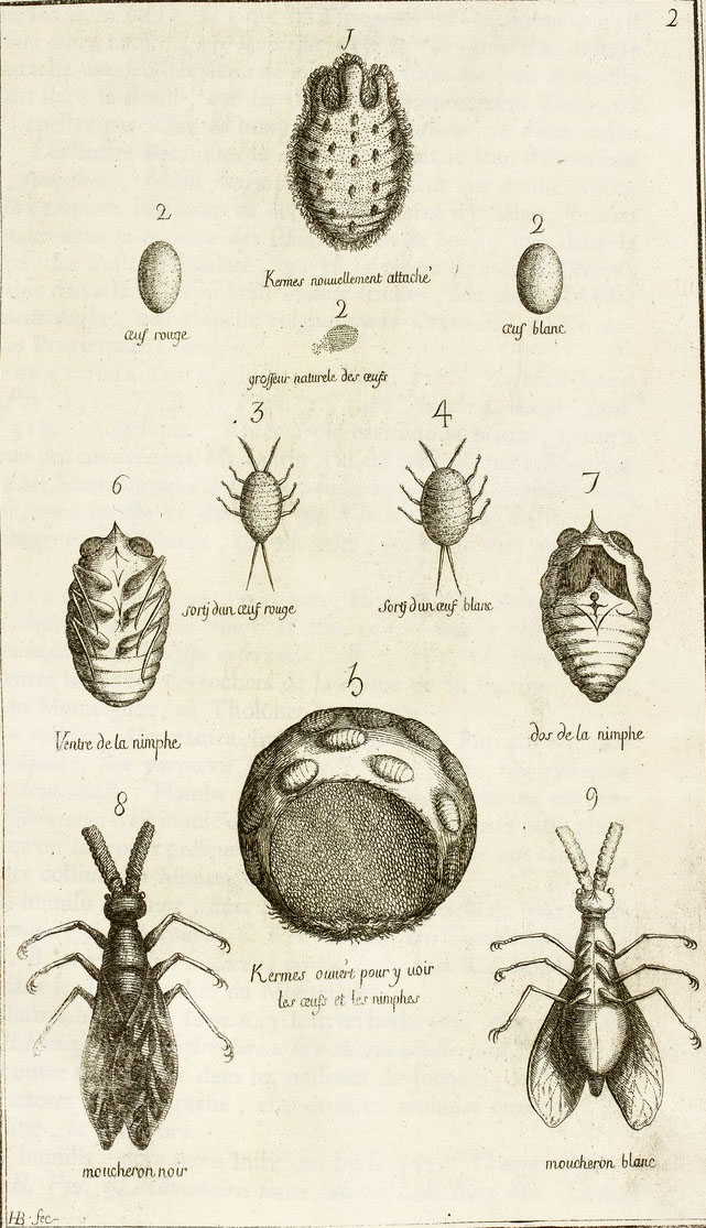 Kermes insect used for scarlet dye