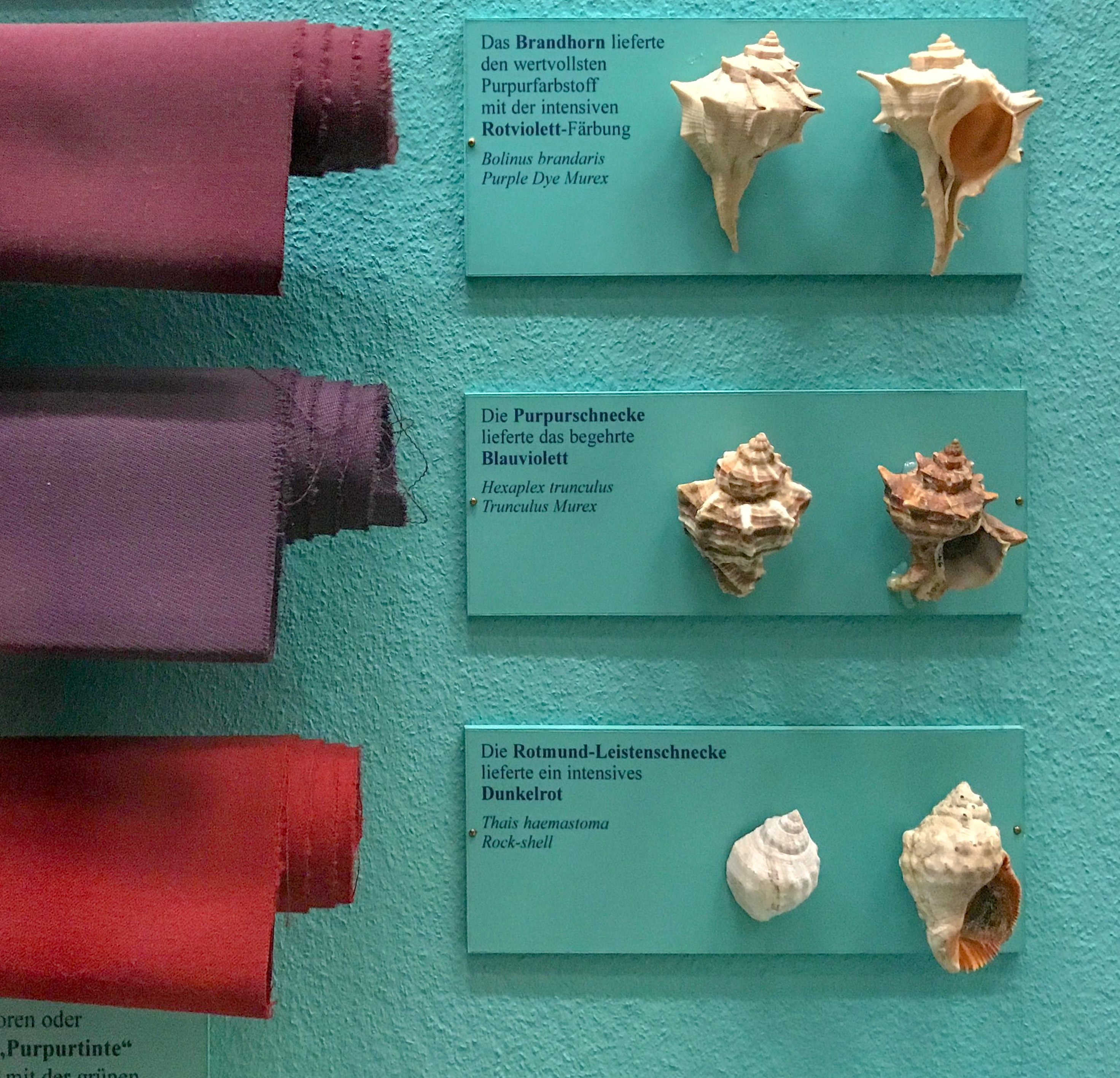 Mediterranean murex shells used for sacred dyes