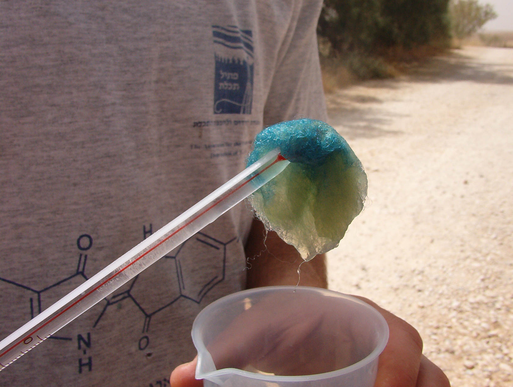 Blue tekhelet-dyed wool